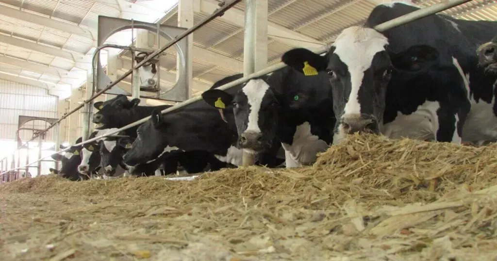 Vacas holandesas comendo dieta total com palha no cocho do confinamento.