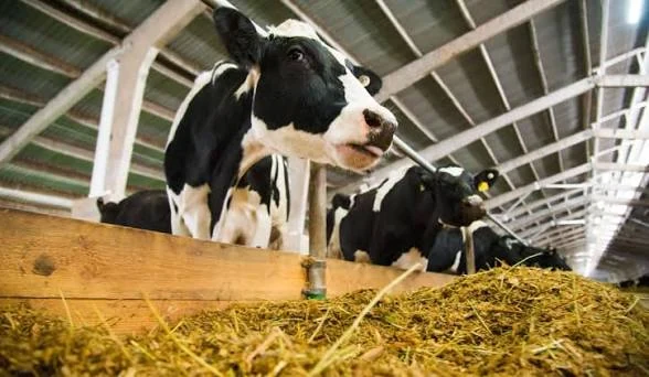 Vacas Holando comiendo una ración totalmente mezclada en el comedero de un galpón de confinamiento.