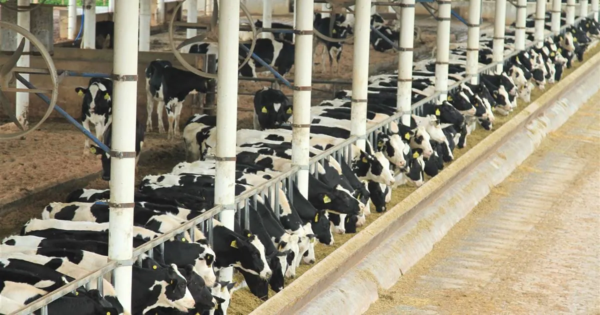 Vacas holandesas comendo no cocho de um free stall.