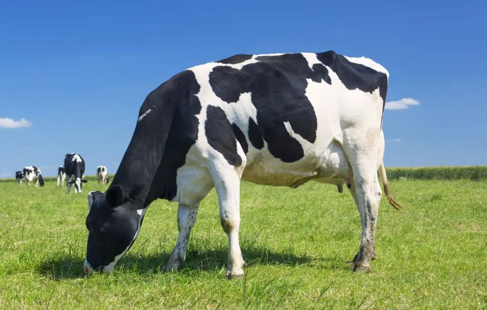 Vaca holandesa pastando em pastagem verde.