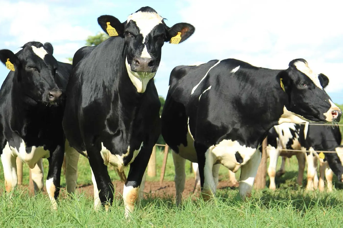 Três vacas holandesas com brinco em piquete.